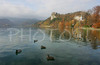 Ducks are swimming over water of lake Bled on warm fall day. In background is Castle hill with Bled castle on top which overlooks the lake of Bled.
