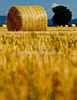 Wheat hay is rolled and waiting for transportation after wheat was harvested on sunny and hot summer afternoon of 19th of July 2010. Wheat fields are located near village Menges, Slovenia.
