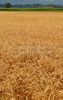 Gold yellow wheat is waiting to be harvested on hot sunny summer afternoon of 19th of July 2010 on fields near Britof, Slovenia.
