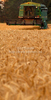 Wheat is being harvested on hot sunny summer afternoon of 19th of July 2010 on fields near Kranj, Slovenia.
