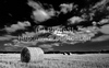 Wheat hay is rolled and waiting for transportation after wheat was harvested on sunny and hot summer afternoon of 19th of July 2010. Wheat fields are located near village Menges, Slovenia.
