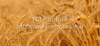 Gold yellow wheat is waiting to be harvested on hot sunny summer afternoon of 19th of July 2010 on fields near Britof, Slovenia.
